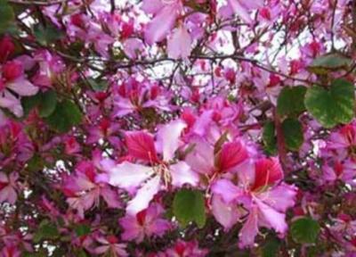 نگاهی به کاربرد پزشکی درخت ارکیده (بهیمه) نگاهی به کاربرد پزشکی درخت ارکیده (بهیمه)